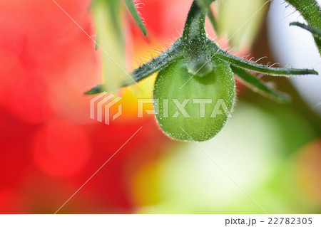 完熟前のミニトマト 野菜 完熟前のミニトマト 野菜 22782305