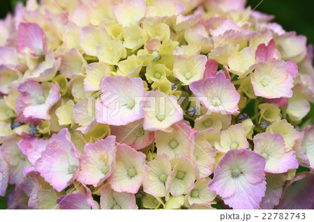 紫陽花594 22782743