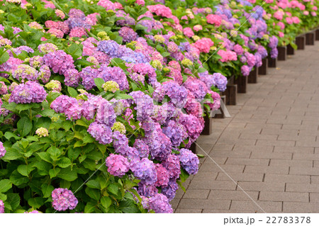 あじさい あじさい 22783378