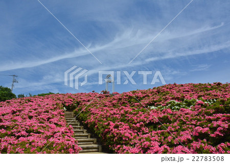 星ヶ山公園 さつきの郷 星ヶ山公園 さつきの郷 22783508