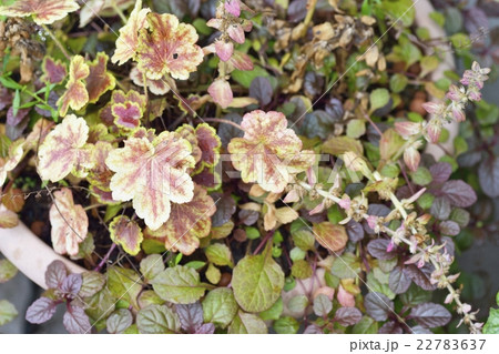 ヒューケラ寄植え ヒューケラ寄植え 22783637