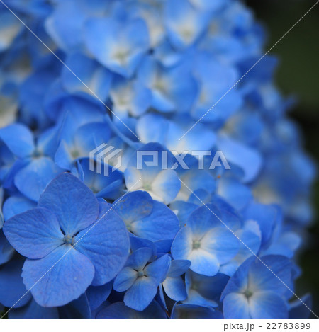 梅雨の日の紫陽花 22783899