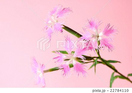 カワラナデシコ 22784110