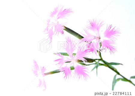 カワラナデシコ 22784111