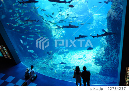 水族館 22784237