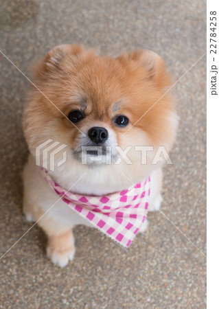 pomeranian puppy dog grooming with short hair 22784258
