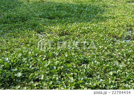 water hyacinth in the river, eichhornia crassipes water hyacinth in the river, eichhornia crassipes 22784434