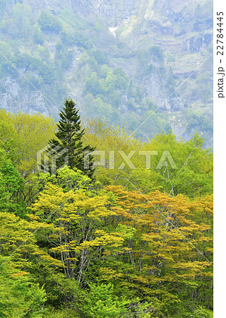 新緑 新緑 22784445