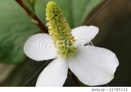 ドクダミの花 22785112