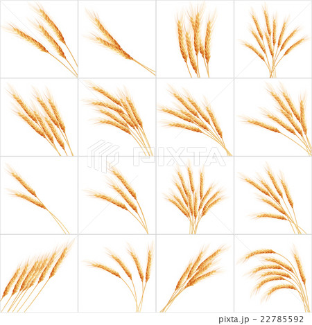 Set of 16 detailed Wheat ears. EPS 10 22785592