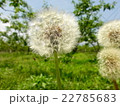 たんぽぽ 22785683
