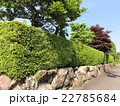 新緑の生垣 22785684