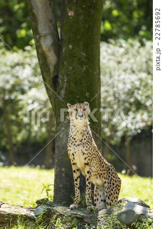 チーター 22785692