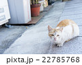 野良猫 22785768