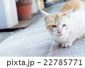 野良猫4 22785771