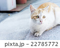 野良猫5 22785772