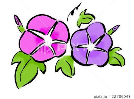朝顔 筆絵 のイラスト素材