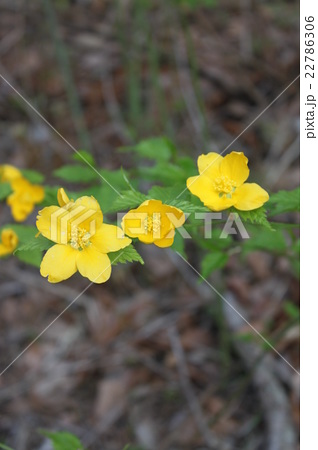 春に咲く花の写真素材