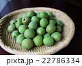 青梅（古城梅） 22786334
