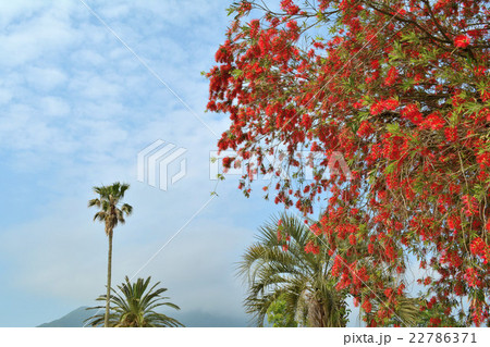 ブラシの木 ブラシの木 22786371