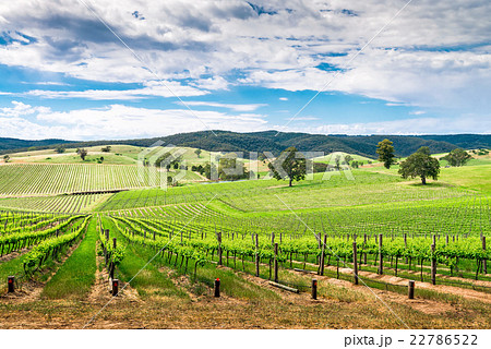 Wine valley in Barossa 22786522