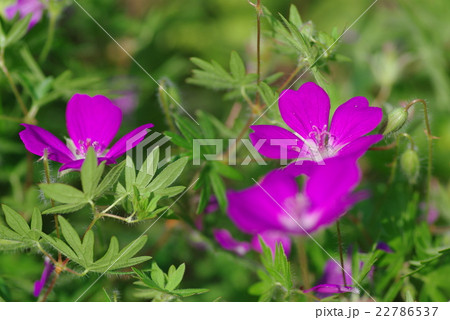 ハクサンフウロ 22786537