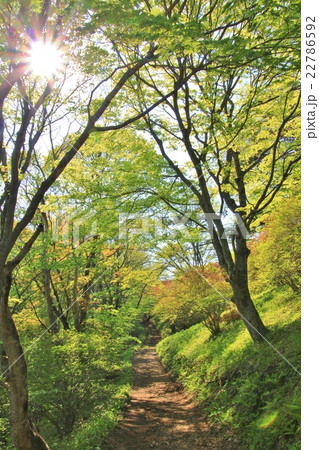 新緑の林道 22786592