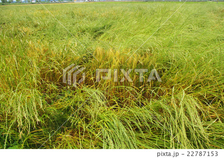 ネズミムギに負けた小麦畑 22787153