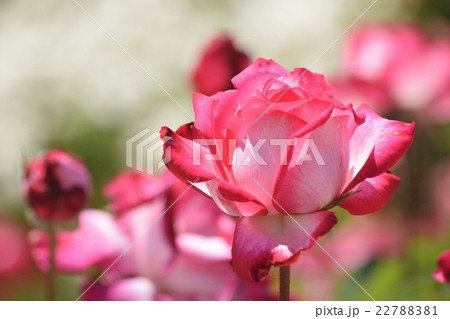 「聖火」という名の薔薇 22788381