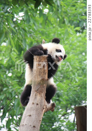 小パンダ 22788393