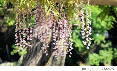 藤の花 藤の花 22788475