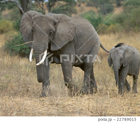 elephants elephants 22789015