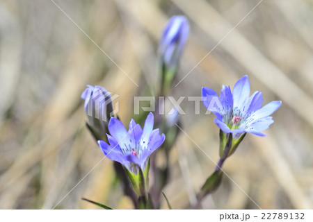 タテヤマリンドウの開花 22789132