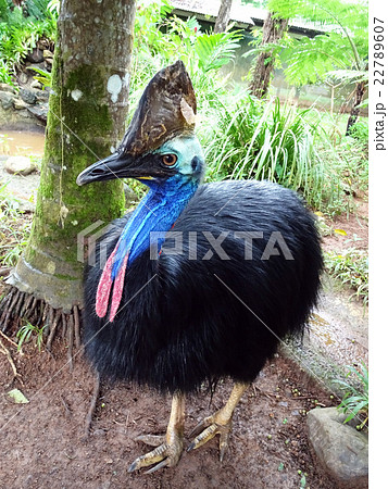 オーストラリアの世界一危険な鳥と言われるヒクイドリの写真素材