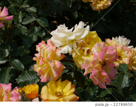 色とりどりのバラ 22789650
