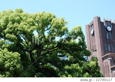 東大の自然・楠(平成二十八年) 東大の自然・楠(平成二十八年) 22790117