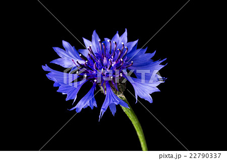 Cornflower On Black Background Cornflower On Black Background 22790337