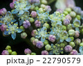 ガクアジサイの花 22790579