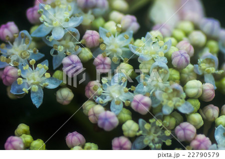 ガクアジサイの花 ガクアジサイの花 22790579