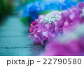 雨の紫陽花 22790580