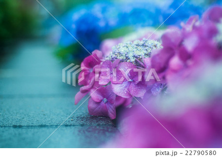 雨の紫陽花 22790580