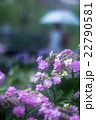 梅雨の紫陽花 22790581