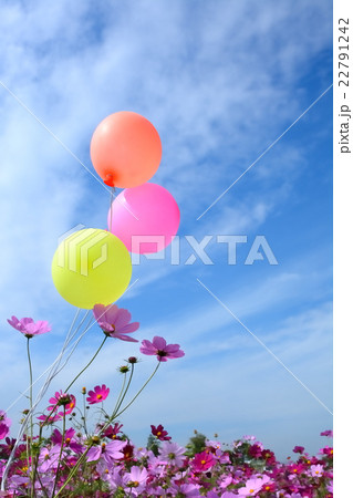 コスモスの花と風船 青空背景 コスモスの花と風船 青空背景 22791242