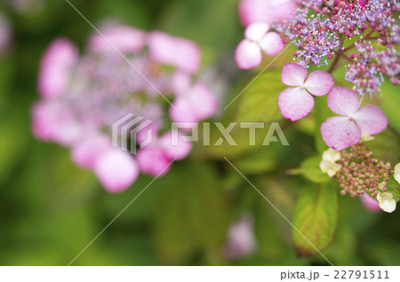 ガクアジサイ 22791511