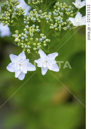 ガクアジサイ 22791512