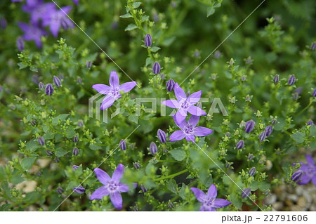 紫の星型の小さな花の写真素材