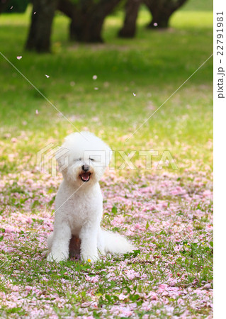 花びらの絨毯だね♪ 花びらの絨毯だね♪ 22791981