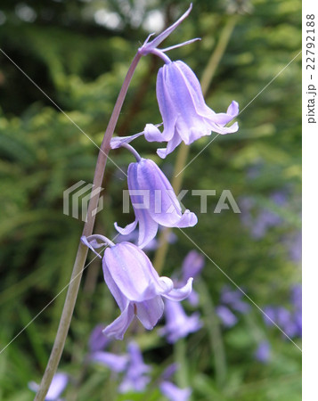 イギリスの花、ブルーベル 22792188