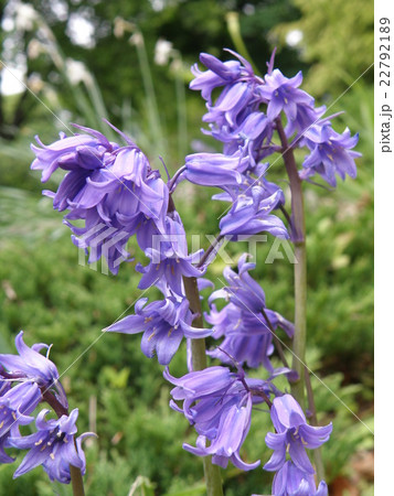 イギリスの花 ブルーベルの写真素材