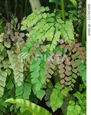 植物 アジアンタム ペルビアナムの写真素材